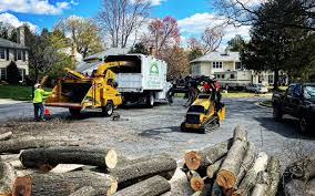 How Our Tree Care Process Works  in  Poplar Cotton Center, CA